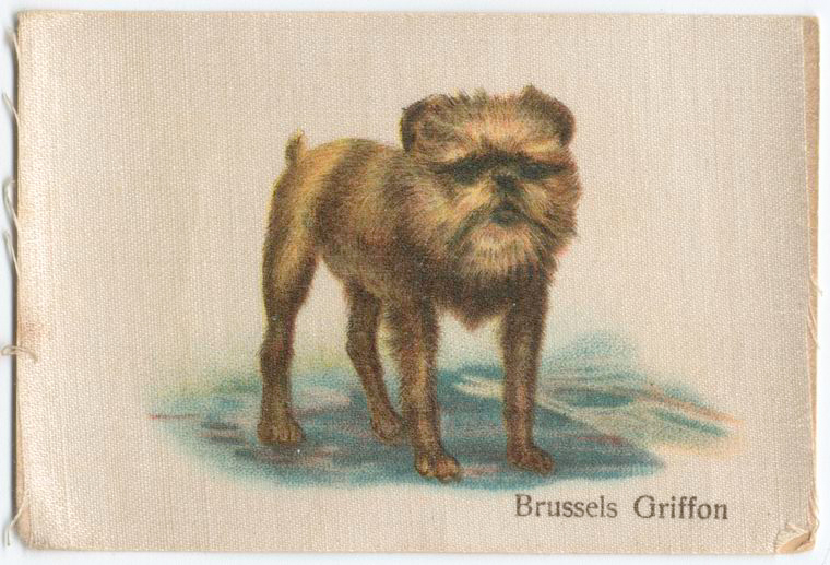 Brussels Griffon