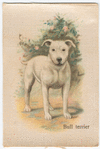 Bull Terrier.