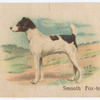 Smooth Fox-terrier.