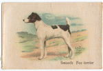 Smooth Fox-terrier.