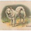 Samoyede.