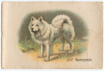 Samoyede.