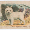 West Highland White Terrier.