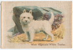 West Highland White Terrier.