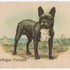 Bouledogue Français.
