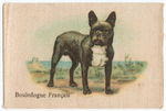 Bouledogue Français.