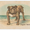 English Bulldog.