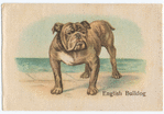 English Bulldog.