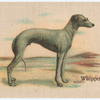 Whippet.