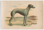 Whippet.