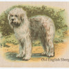 Old English Sheepdog.