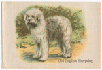 Old English Sheepdog.