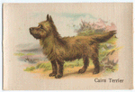 Cairn Terrier.