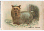 Yorkshire Terrier.