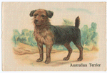 Australian Terrier.