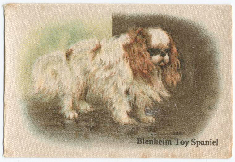 Blenheim Toy Spaniel.