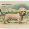Dandie Dinmont Terrier.