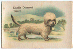Dandie Dinmont Terrier.