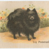 Toy Pomeranian.