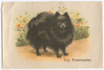 Toy Pomeranian.