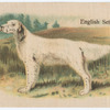 English Setter.