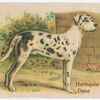 Harlequin Great Dane.