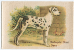 Harlequin Great Dane.