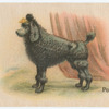 Poodle.