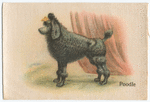 Poodle.
