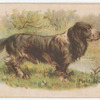 Field Spaniel.
