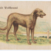 Irish Wolfhound.