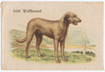 Irish Wolfhound.