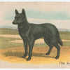 The Kelpie.