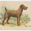 Irish Terrier.