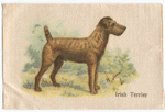 Irish Terrier.