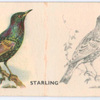 Starling.