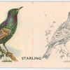 Starling.
