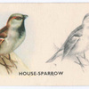 House-Sparrow.