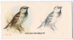 House-Sparrow.