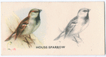 House-Sparrow.