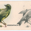 Greenfinch.