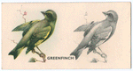 Greenfinch.