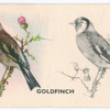 Goldfinch.