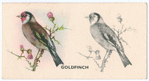 Goldfinch.