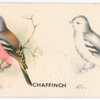 Chaffinch.