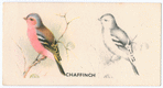 Chaffinch.