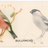 Bullfinch.