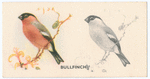 Bullfinch.