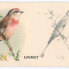 Linnet.