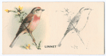 Linnet.